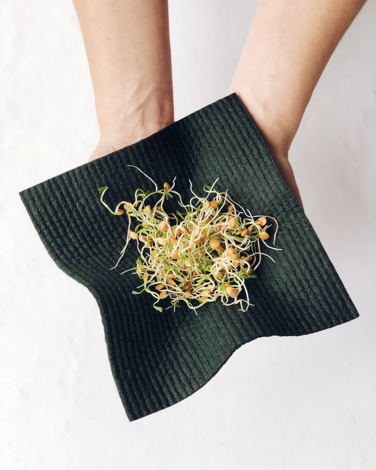 Product image of Evergreen Solid Sponge cloth with a white background. There are two hands coming from the top holding onto a wet sponge cloth. There are alpha sprouts in the middle of the sponge cloth.